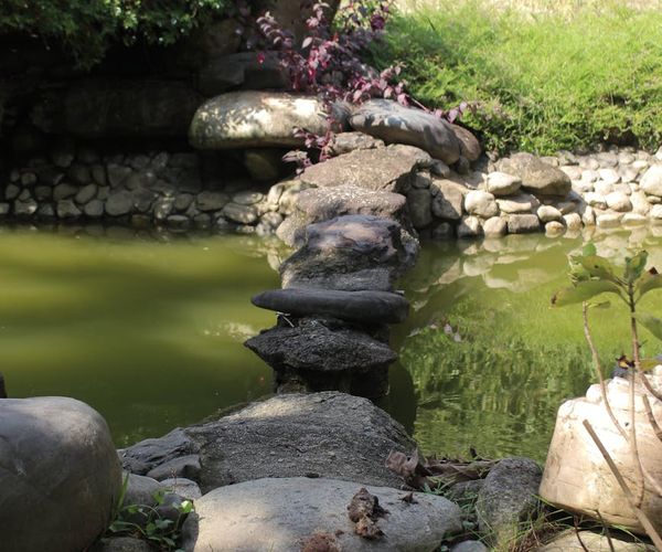 A path with stepping stones leading through a tranquil garden.
